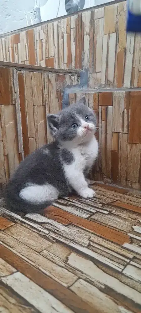 Kitten british shorthair