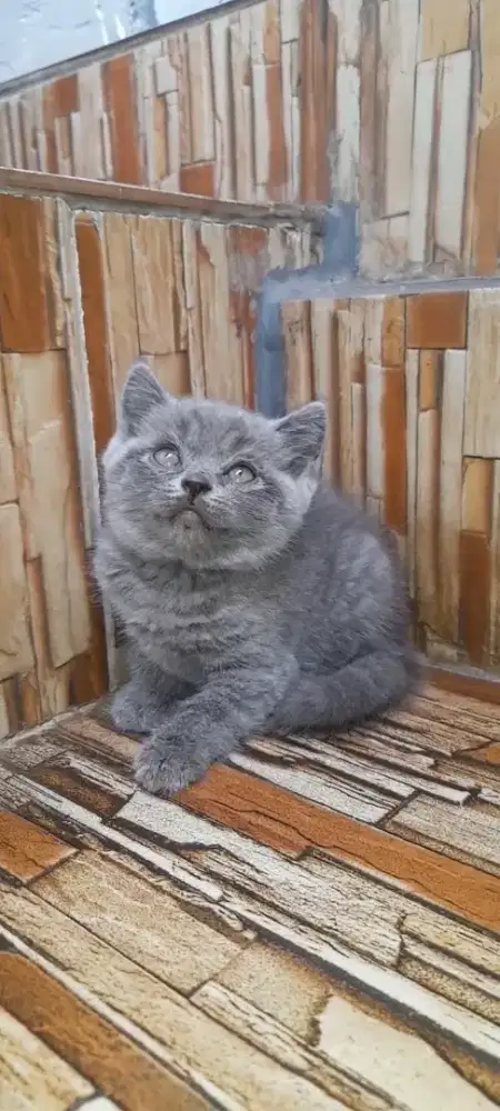 Kitten British shorthair
