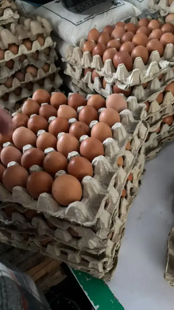 TELUR NEGRI area MALKOT