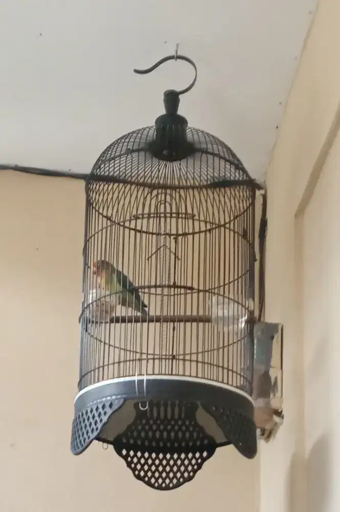 Jual burung Lovebird