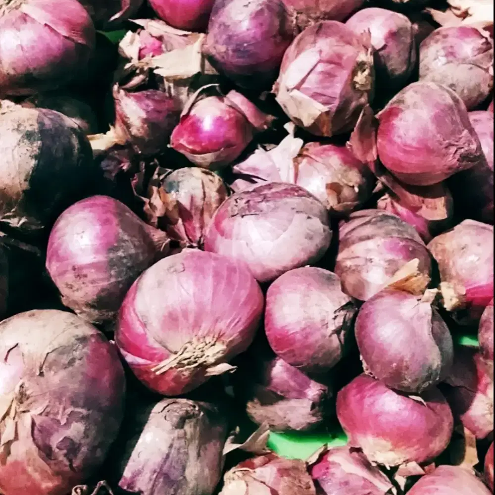 Bawang Merah area Malkot