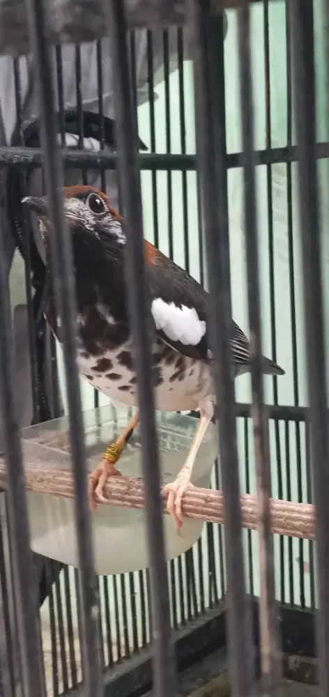 Jual anis kembang 4 ekor