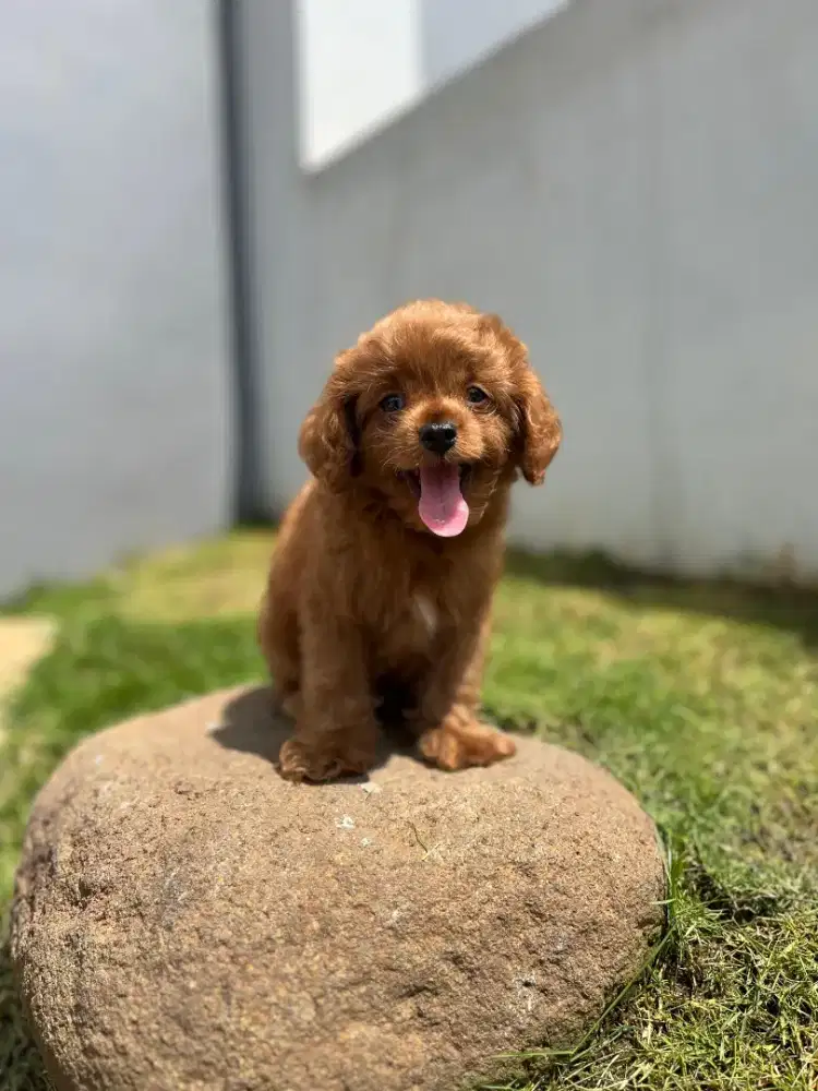 Maltipo jantan cakep