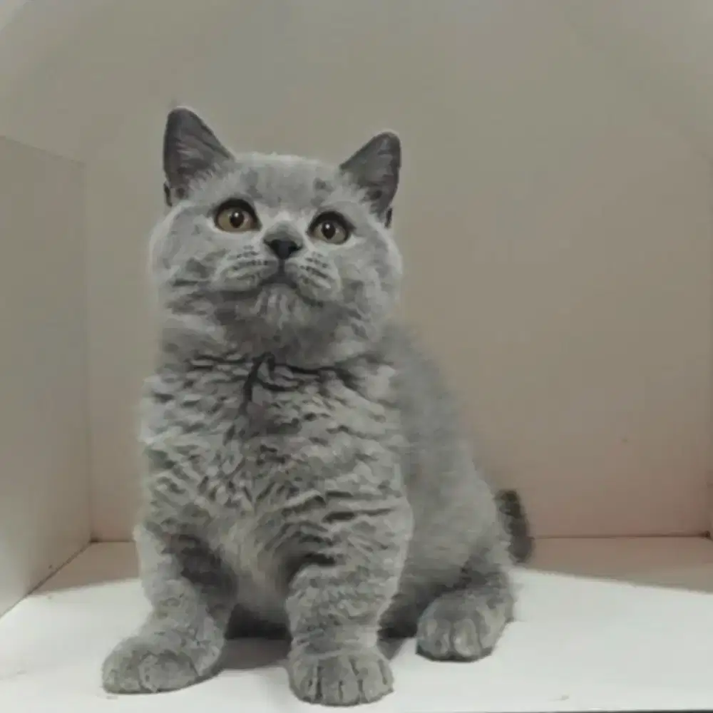 Mainan BSH Munchkin Blue