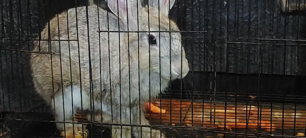 Kelinci Rex Bulu Karpet