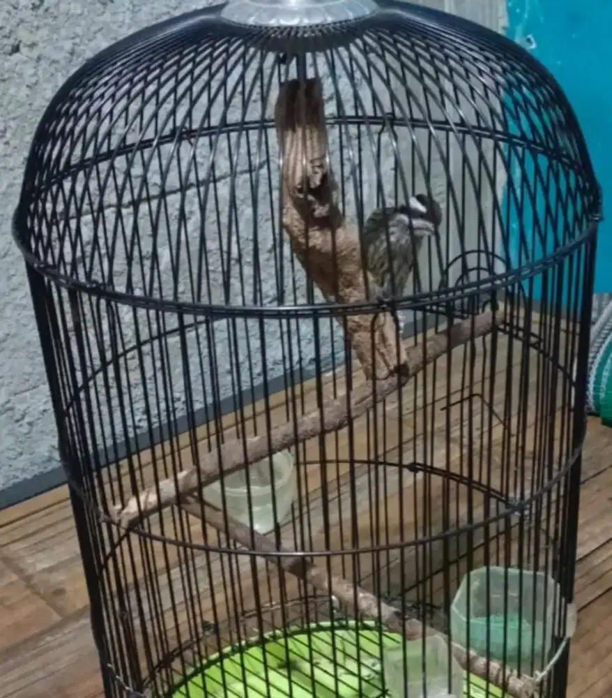 Platuk Beras xmasteran