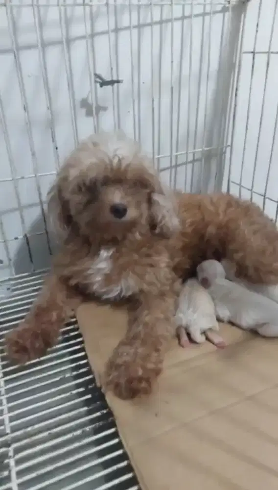 Anjing maltipo 1 induk anak 2 jtn 1 btn induk maltipo poddle