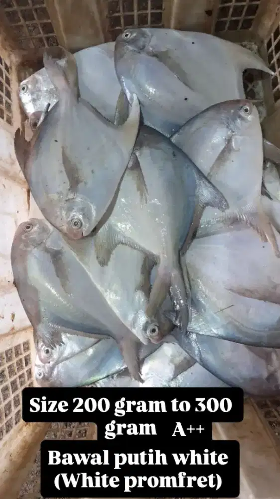 LOWONGAN PEKERJAAN (Admin)