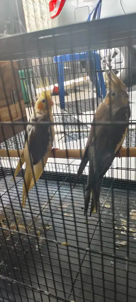 Falk sepasang piedxgrey