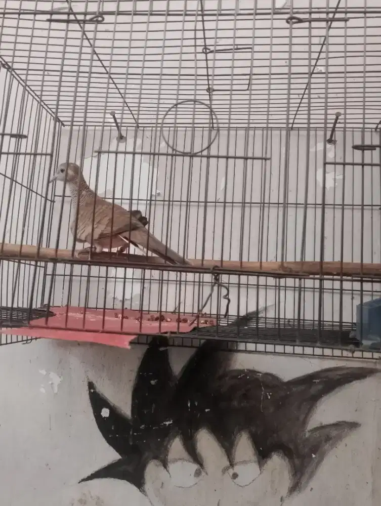 Bangkok jantan ring dua