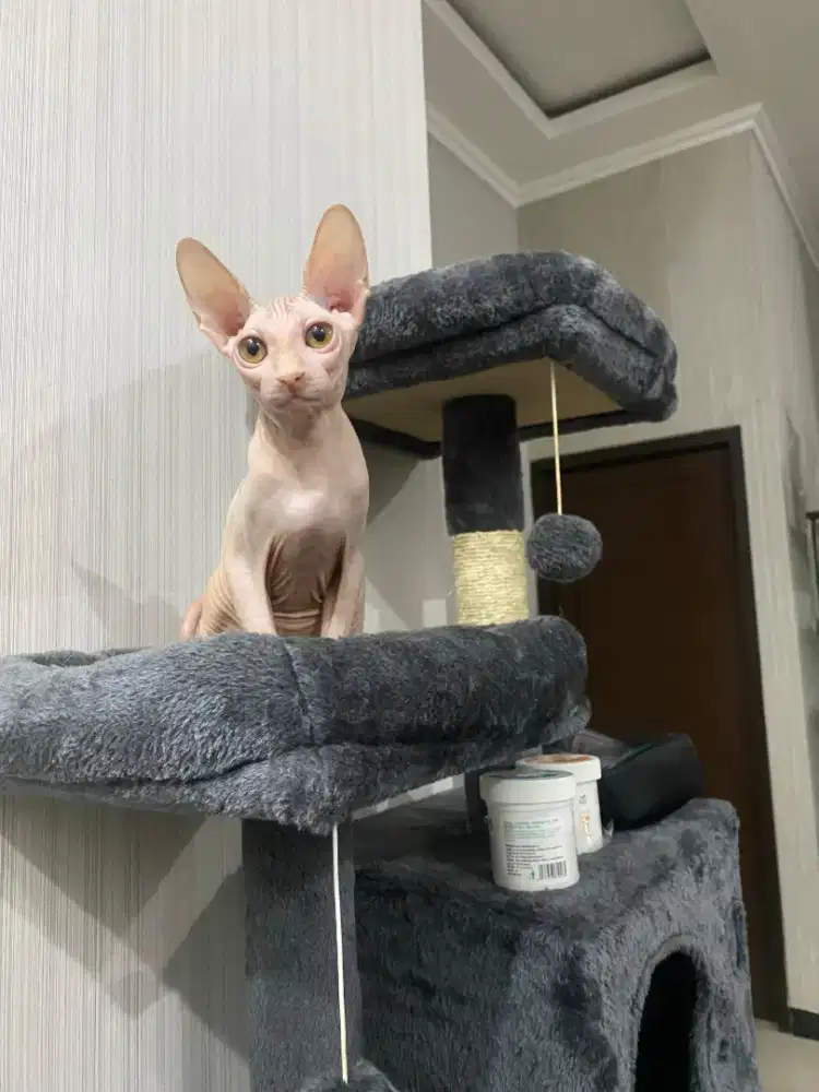 Sphynx Kitten Jantan