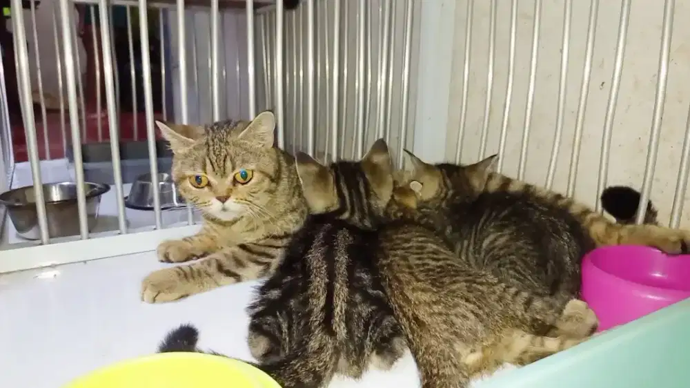 British Shorthair Golden Black Tabby