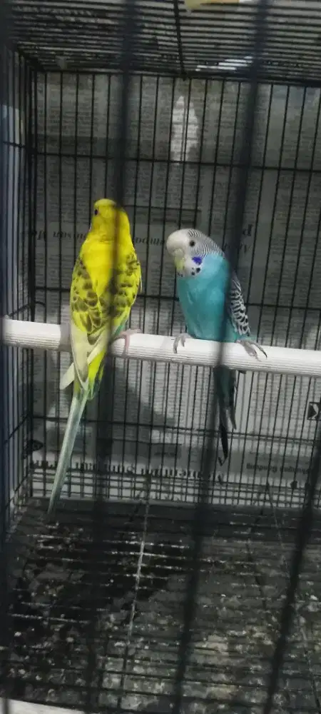 Jual sepasang burung parkit