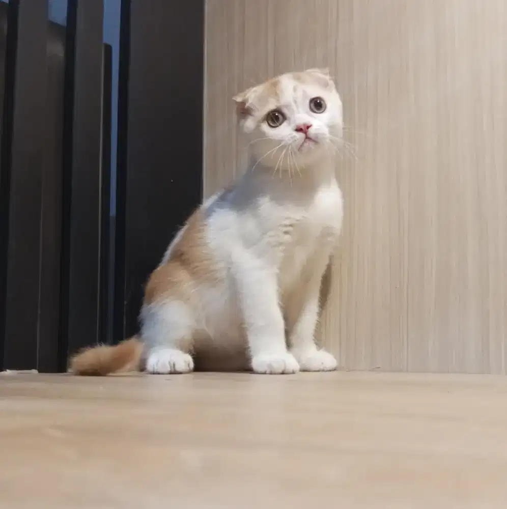 Scottish fold jantan
