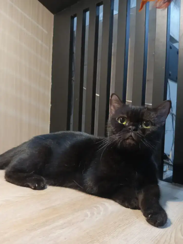 Munchkin bsh black solid betina