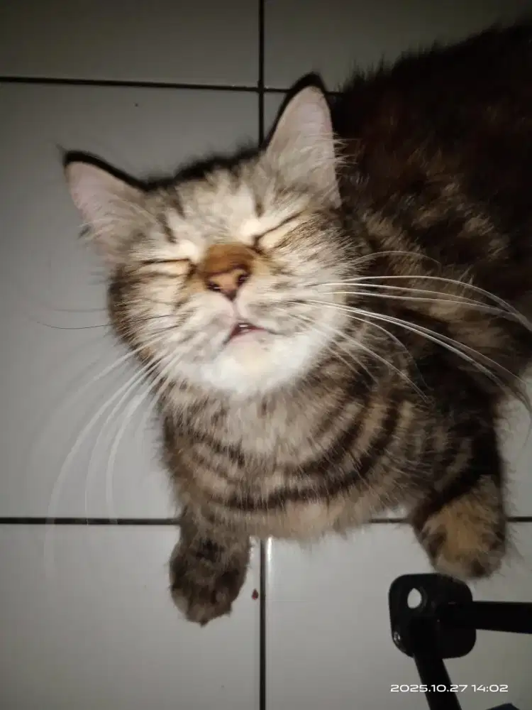 Guru les privat Bahasa Inggris (SD atau SMP)