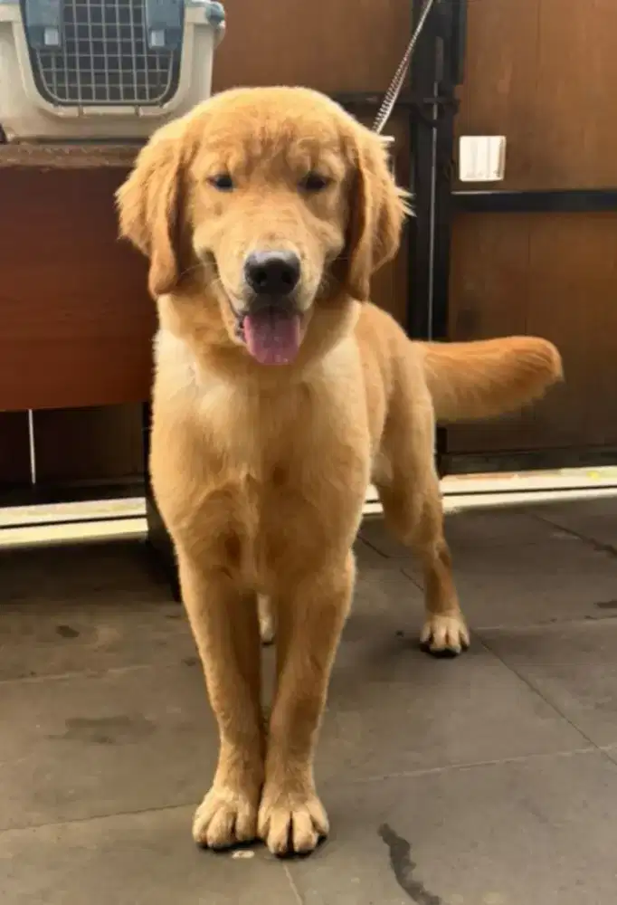 Anak anjing golden retriever jantan sertifikat resmi perkin