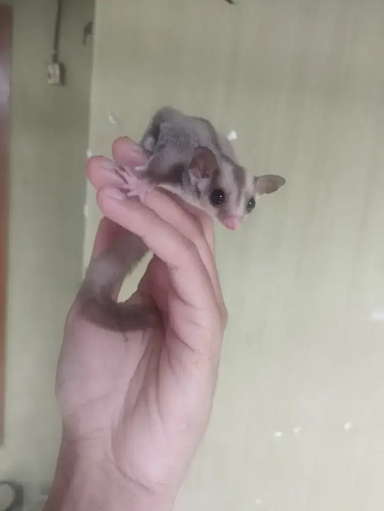 Sugar glider Caramel white tip jantan jinak sekali