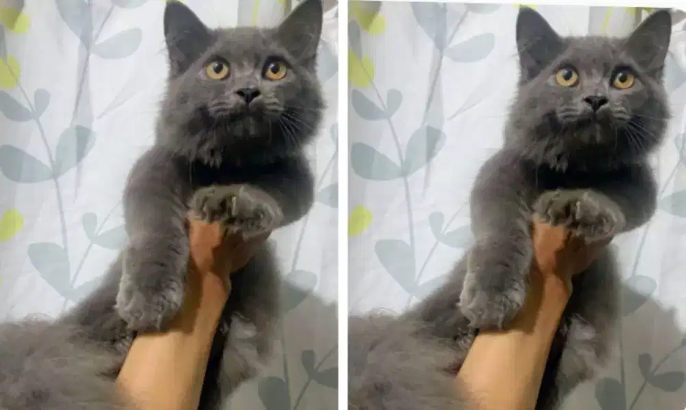 Kucing kitten x British longhair Malee