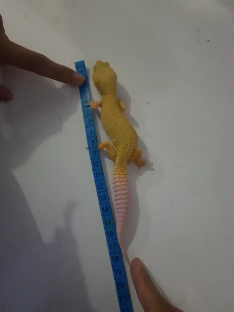 Gecko Leopard Male
