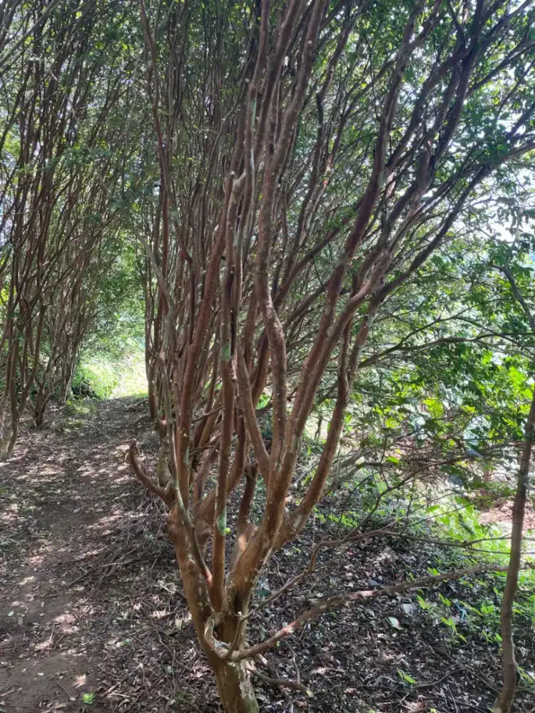 JUAL POHON ANGGUR BRAZIL