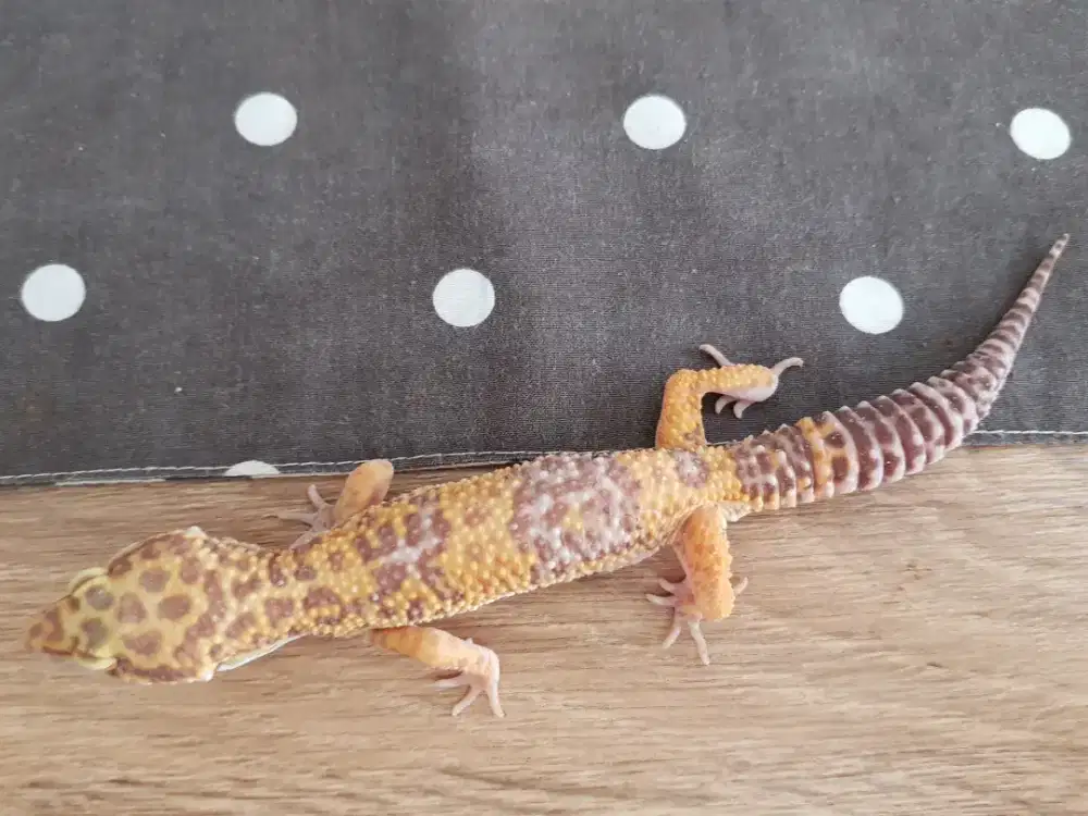 Leopard Gecko Male