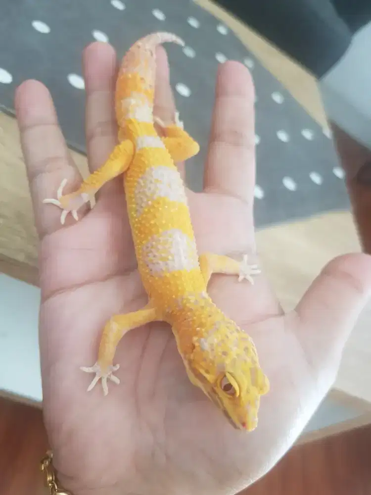 Leopard Gecko Female