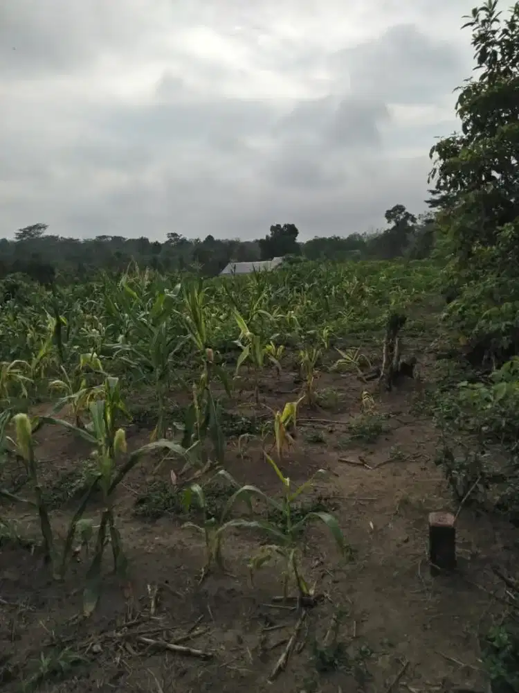 Di jual cepat tanah 4 tumbuk