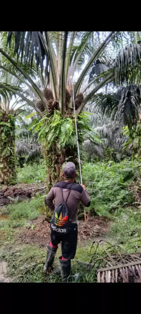 Lowongan Kerja Perkebunan Kelapa Sawit