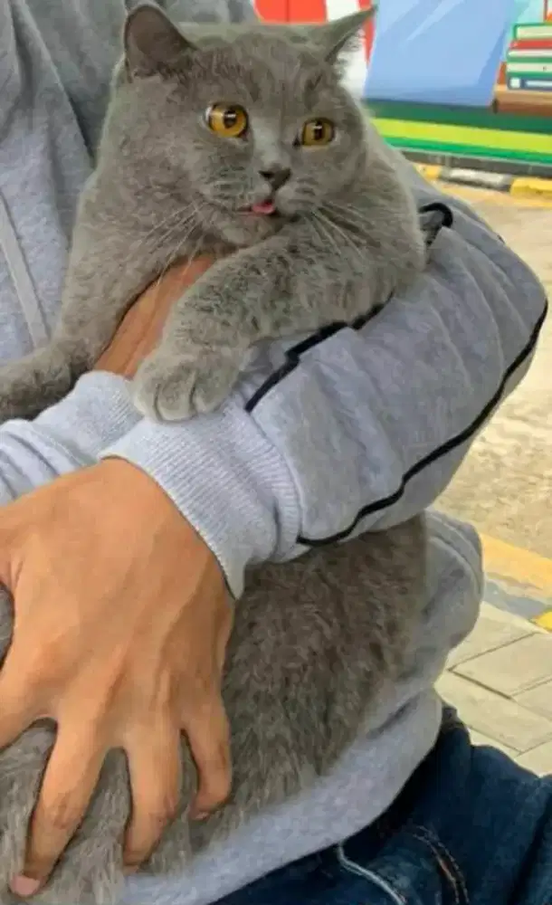 Kucing british shorthair bsh british short hair