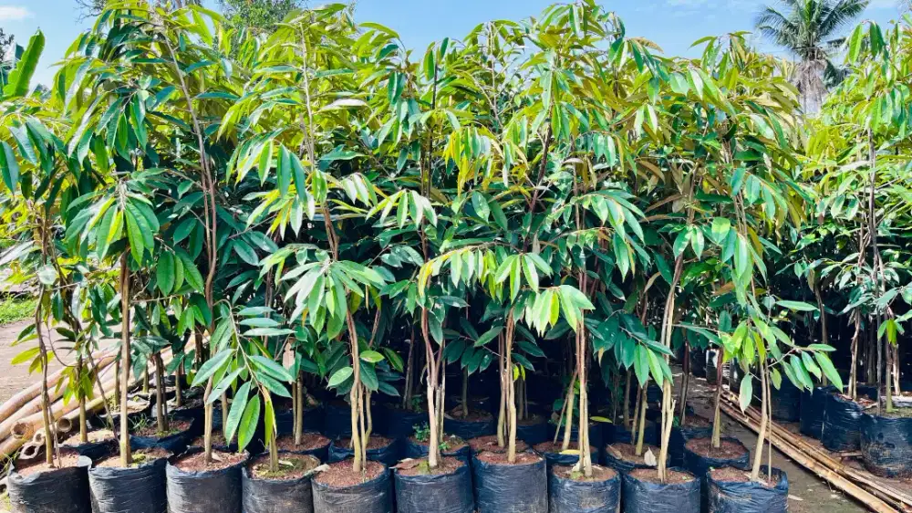 Bibit Durian Musangking polybag 40