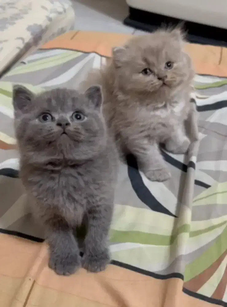 Kitten British Shorthair