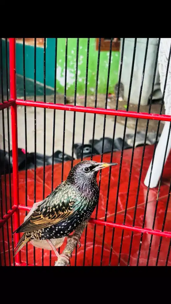 Jalak Eropa Sudah Rajin Bunyi