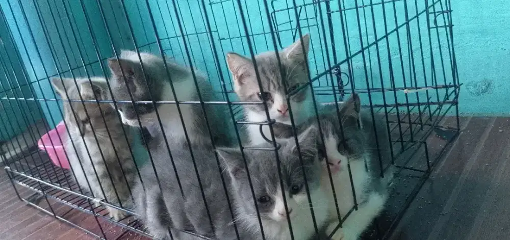 Ibu: Bsh Mix Scotish Fold / Bapak : Himalaya