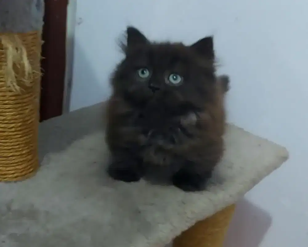 Sepasang Munchkin Rug Hugger Line Ped Wcf