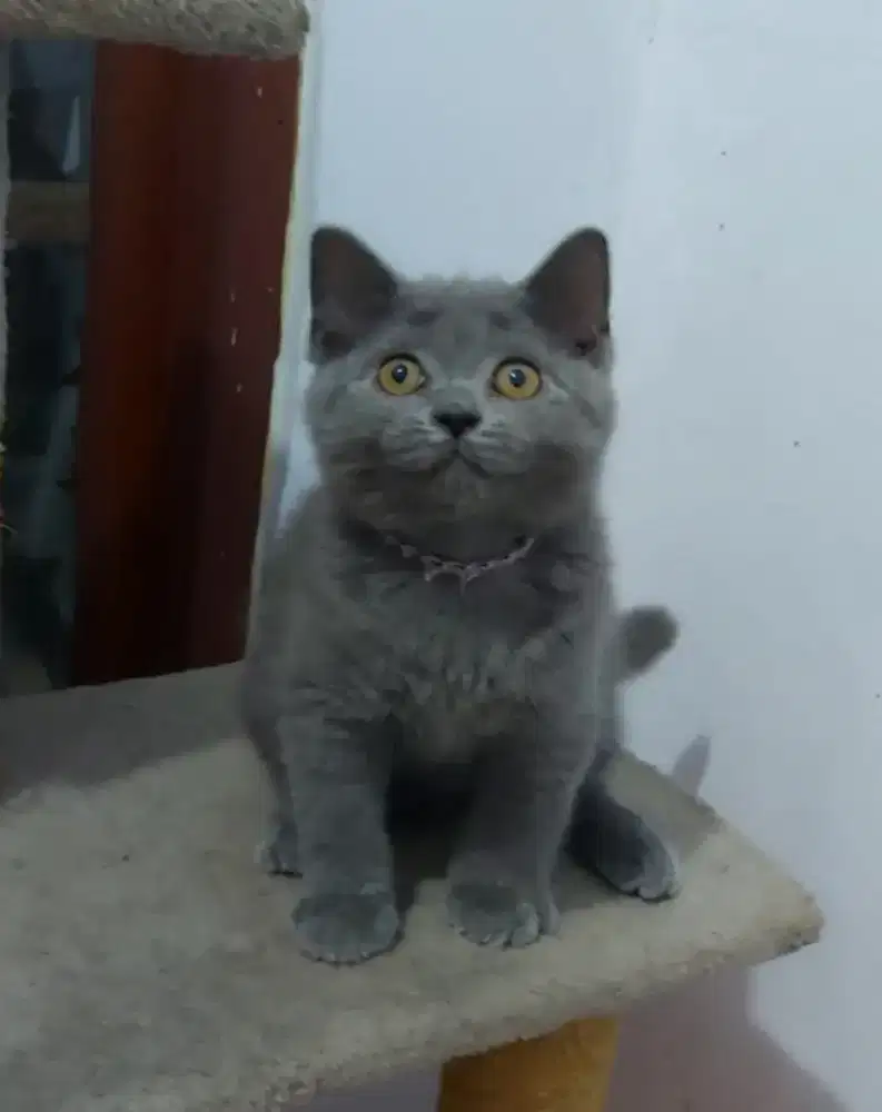 British Short Hair Betina Line Ped Wcf