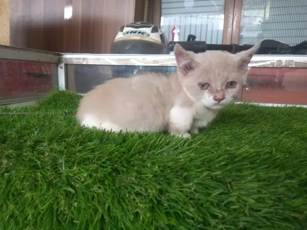 Kucing munchkin bsh warna lilac