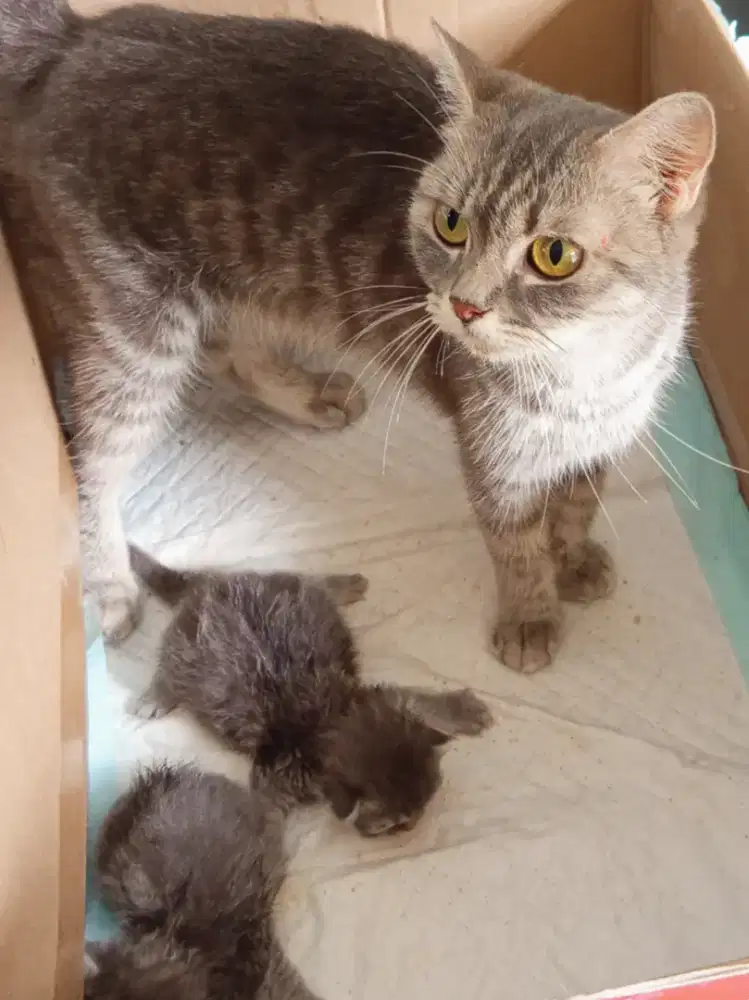 British Shorthair blue tabby bawa anak  2