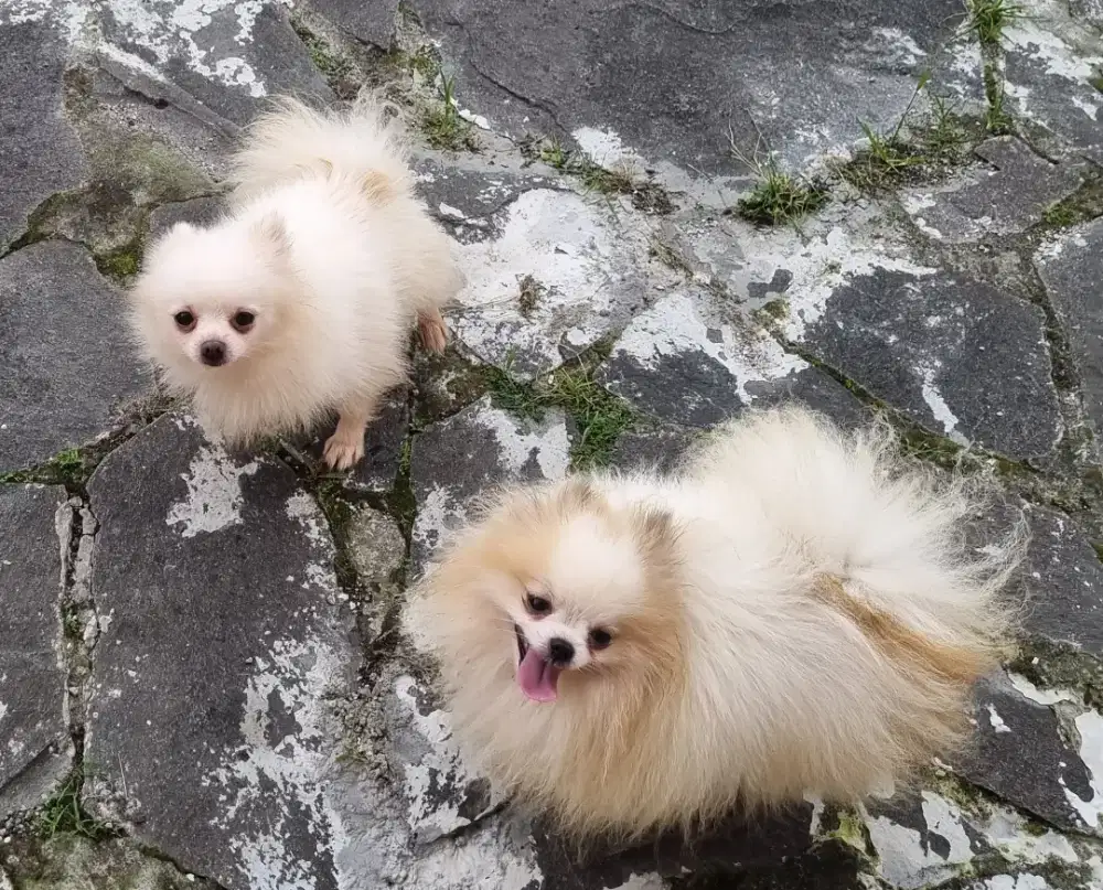 Jual Sepasang Anjing Pomeranian