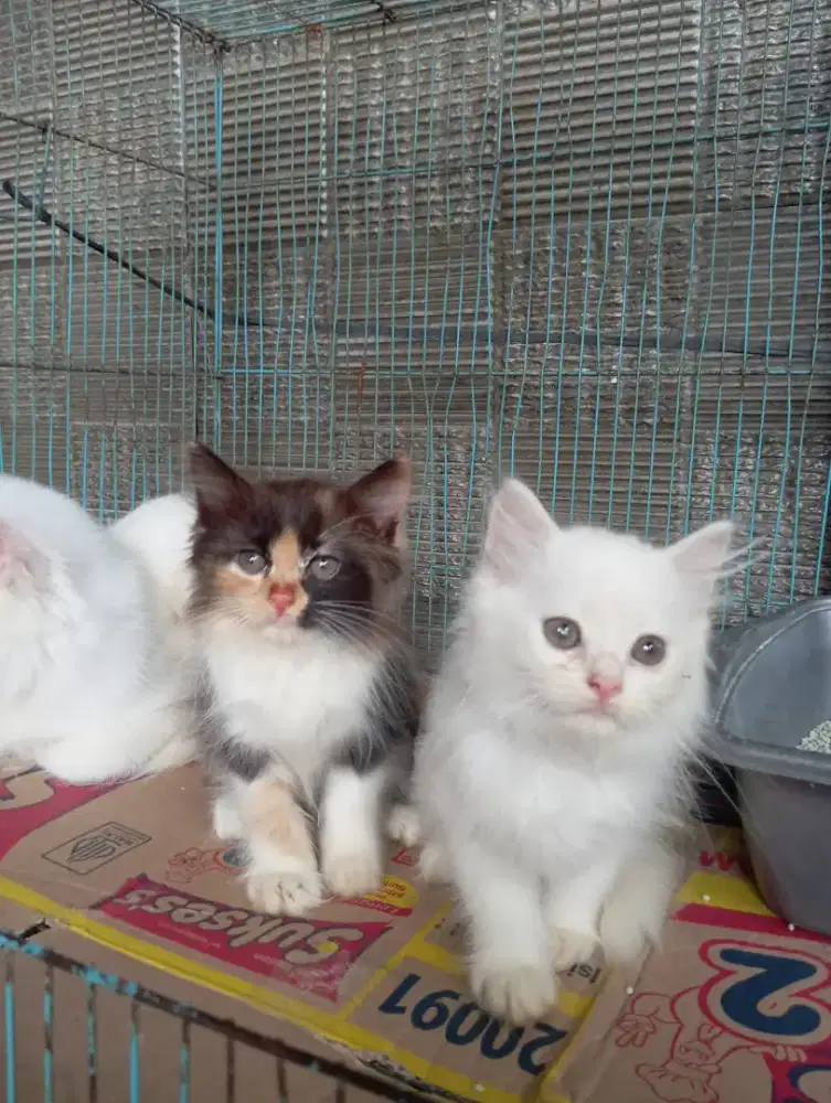 Borongan boleh satuan boleh