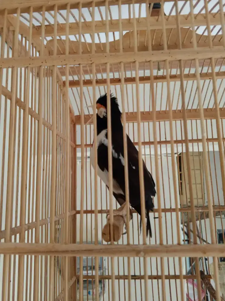 jalak suren jawa gacor mompa