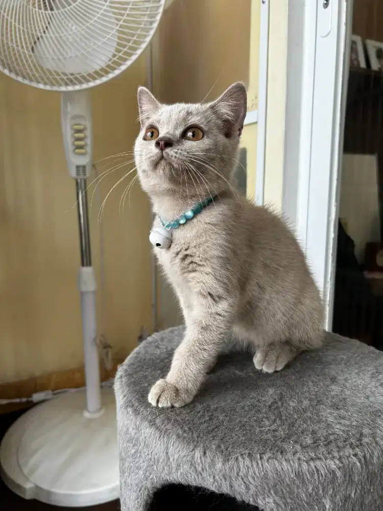 Lepas adopsi kucing british shorthair