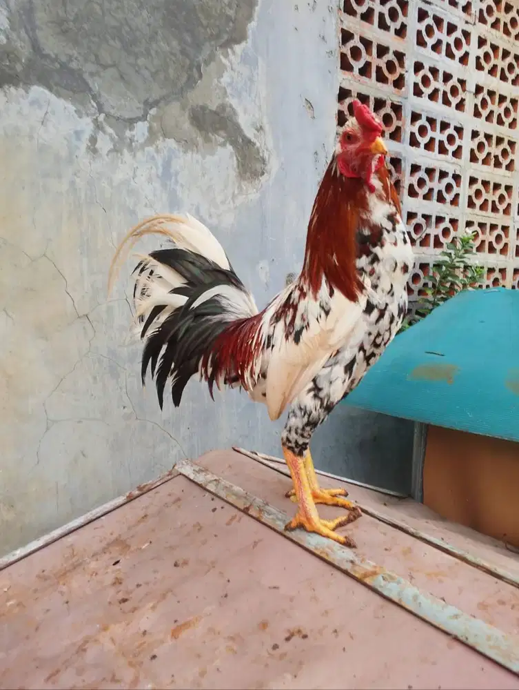 Ayam bangkok kampung.