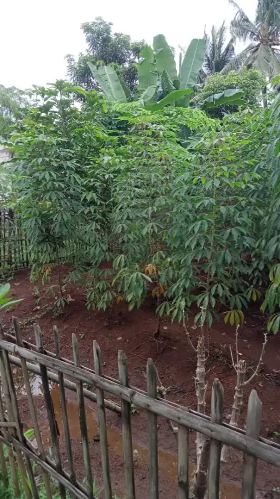 Tanah darat bebas banjir