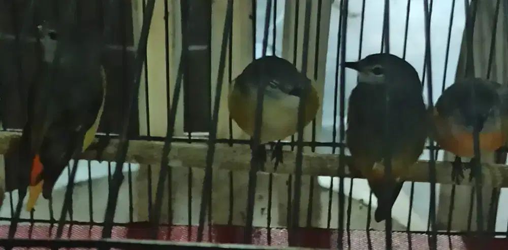 Mantenan mini 3 ekor