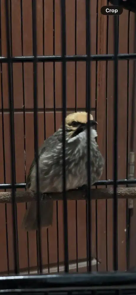 Burung Cucak Rowo Jantan