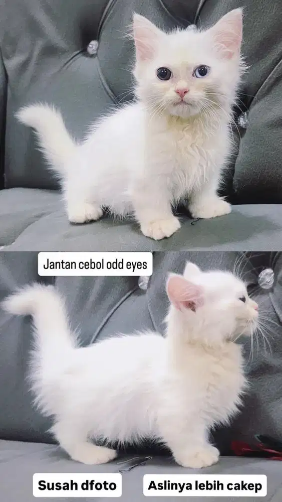 Kitten munchkin jantan odd eyes