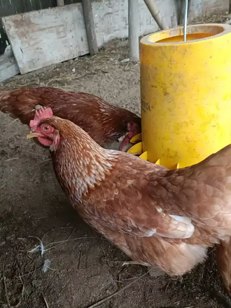 Ayam petelur siap produksi