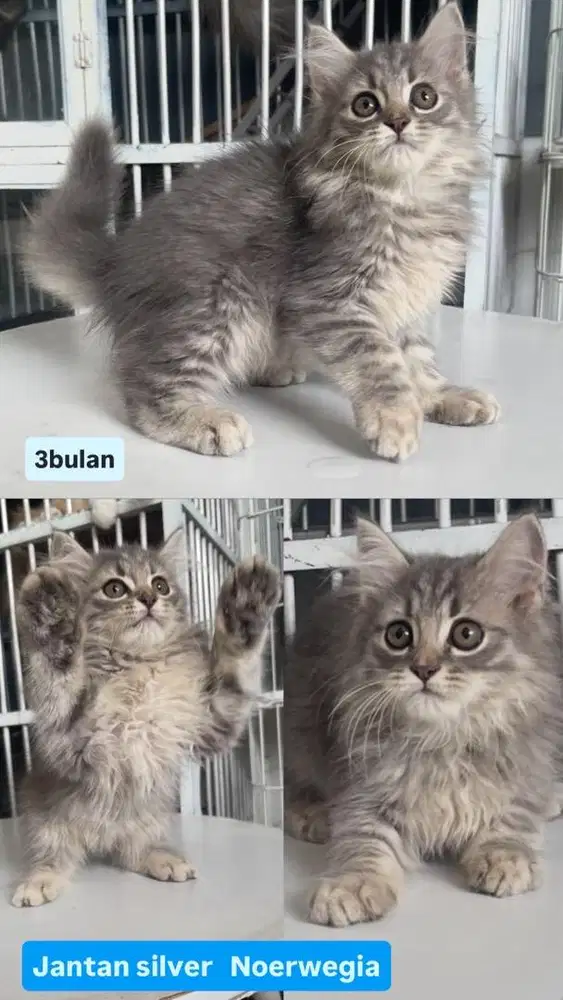 Kitten jantan silver abu