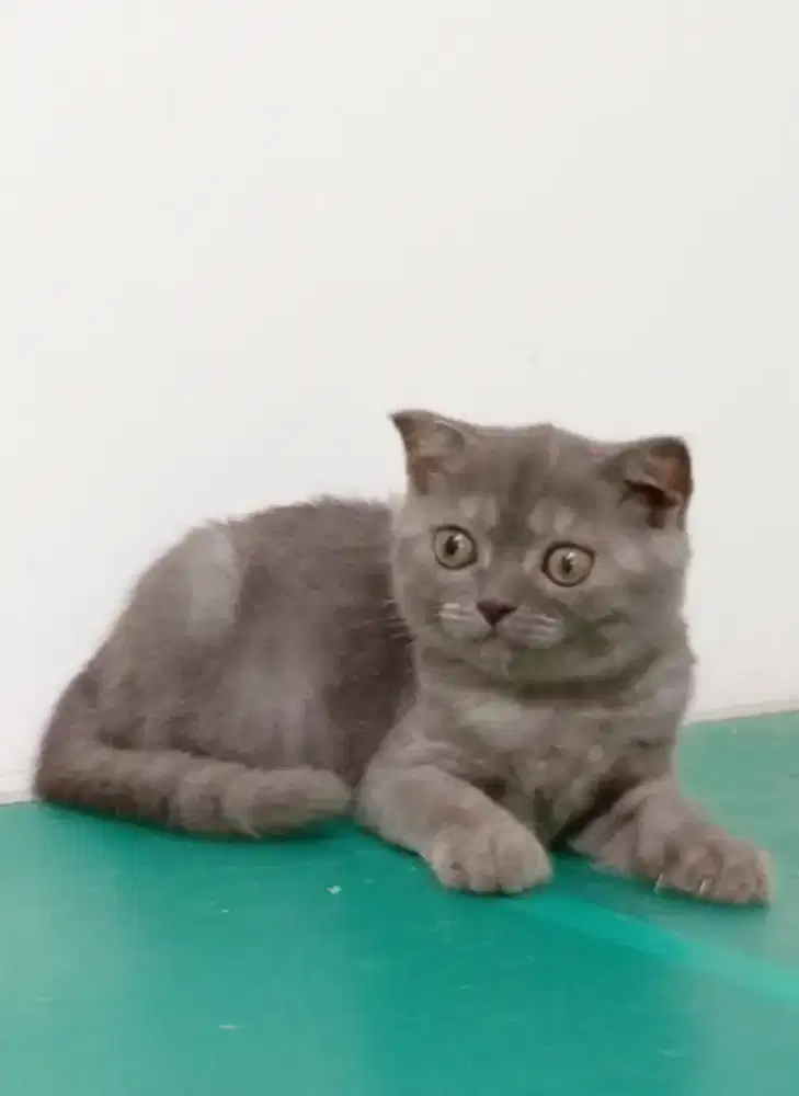 Scottish Fold mixbreed